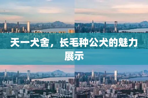 天一犬舍，長毛種公犬的魅力展示