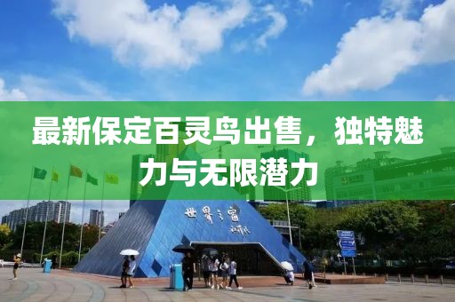 最新保定百靈鳥出售，獨特魅力與無限潛力