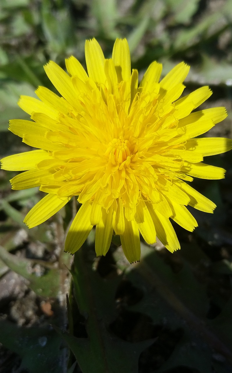 黔西花開(kāi)城最新動(dòng)態(tài)，新篇章綻放之花