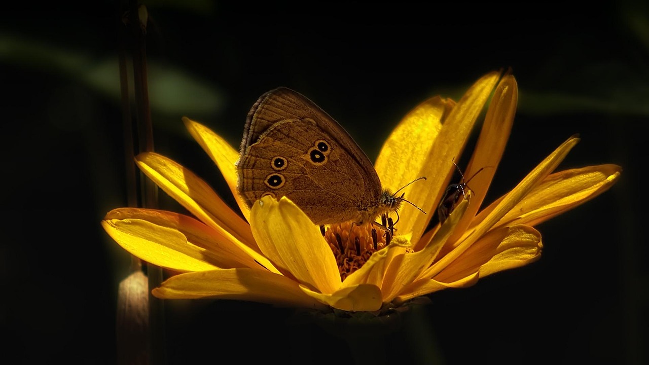 蜜餞兒 第15頁
