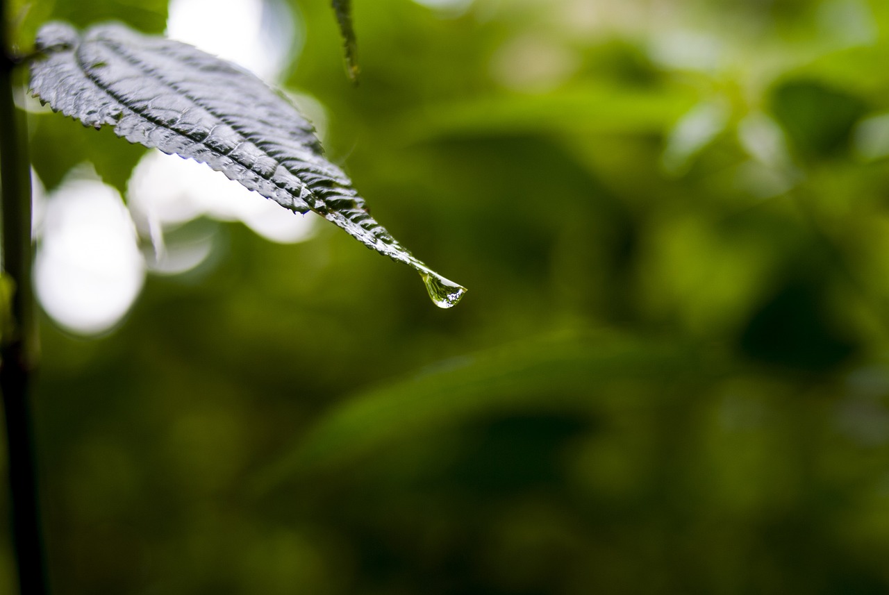 依生生物最新股票動(dòng)態(tài)全面解析，最新消息與全面解讀