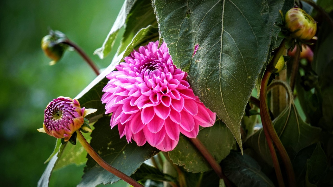 寧鄉(xiāng)黎愛蓮的最新動(dòng)態(tài)，蓮花依舊引領(lǐng)人心