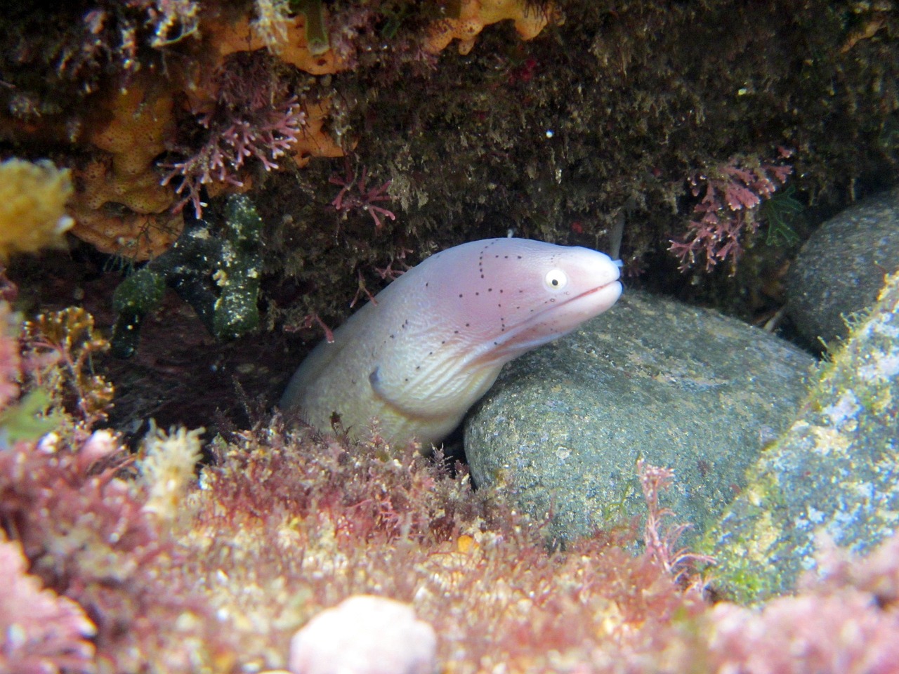 探索海洋霸權(quán)，最新360海島奇兵下載指南