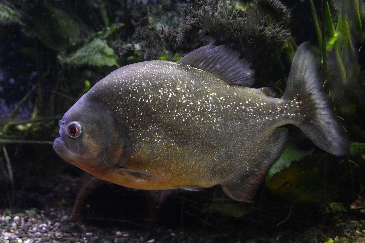 魚(yú)魚(yú)農(nóng)牧場(chǎng)助手最新版，智能化農(nóng)業(yè)管理的得力助手揭秘