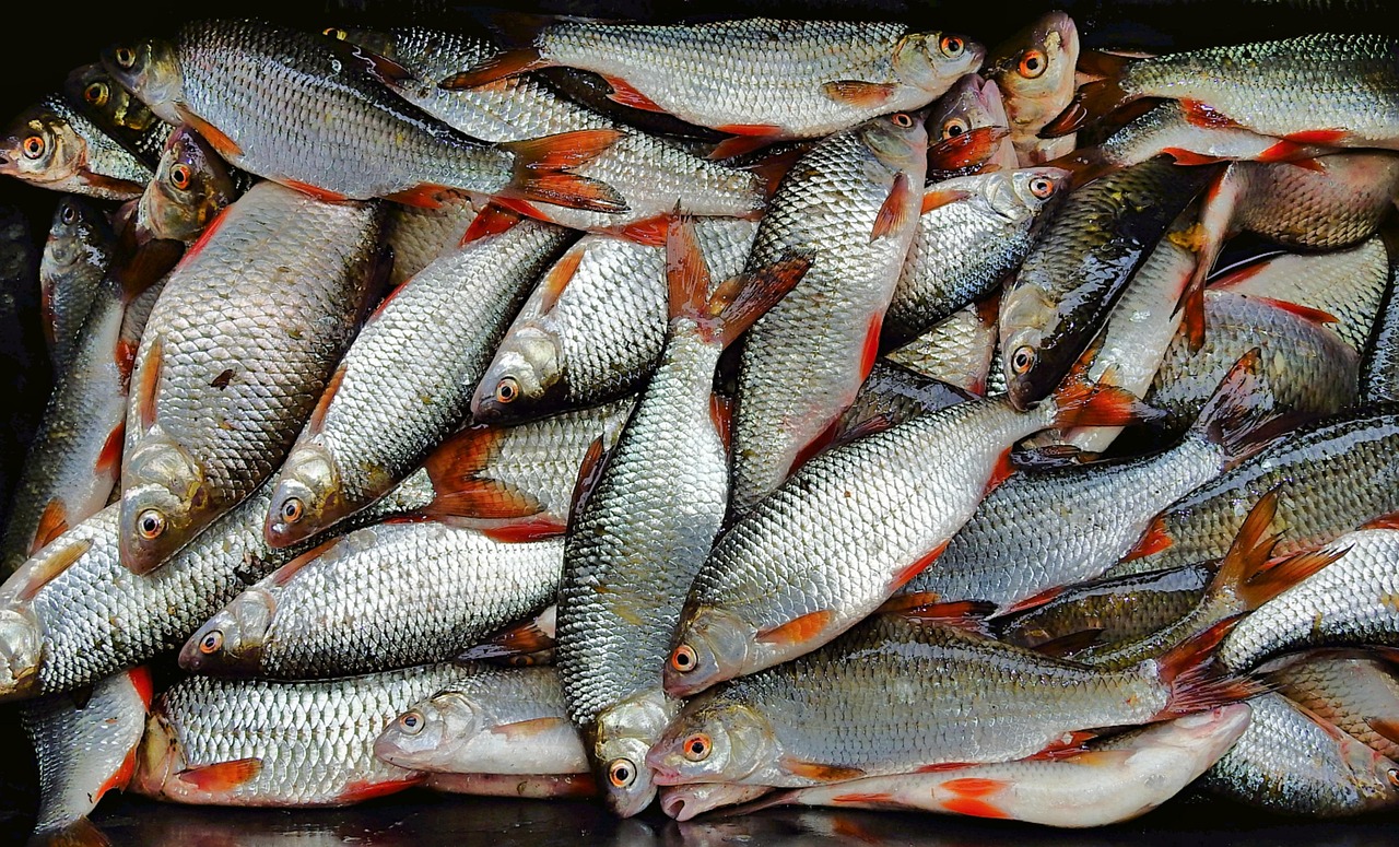 浦魚(yú)達(dá)人最新版本下載，全新功能與特色體驗(yàn)
